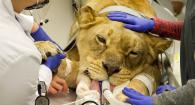 Chobe the lioness is prepped for a CT scan.