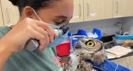 Veterinary student Kyndall Zieglowsky, class of 2023, inspects the eye of an owl. 