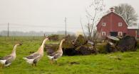 three geese walk across a grassy field in front of a red barn.