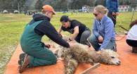 Veterinarian and vet students shear an alpaca.