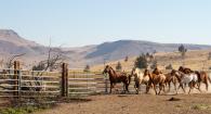 The horse herd is rounded up. 