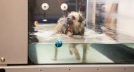 Vanessa, a pug-mix, walks on the underwater treadmill during rehab therapy.