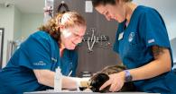 Dr. Jen Malter draws blood from Neighbor Cat while CVT Kyla Vrell holds the cat on an exam table.