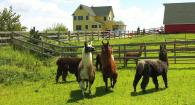 "Our herd of camelids" by WindRanch is licensed under CC BY-NC-ND 2.0