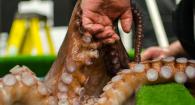 Octopus and aquarist at Hatfield Marine Science Center. 