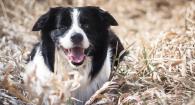 Black and white border collie