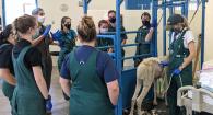 Catherine Skinner examines an alpaca as Dr. Cebra teaches during the camelid course. 