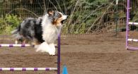 Roxy on agility course