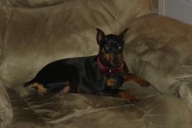 Small black and brown dog, sitting on a comfy chair