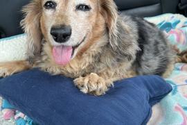 Small, light brown dog laying down on a pillow and blankets