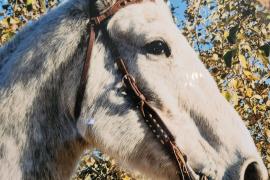 White horse standing outside in front of bushes