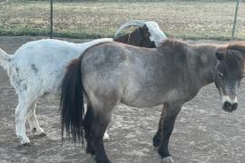 Miniature horse and boer goat in a field