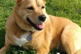 Tan dog with white spot on chest, laying in field.