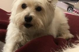 Small white terrier dog on red cushion