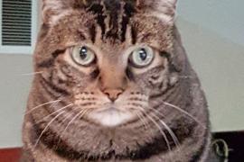Striped light and dark brown cat staring into camera