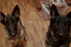 Two brown and black large dogs sitting in the kitchen together