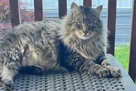 Black and brown cat sitting on a bench outside 