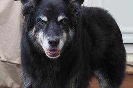 Black dog with white patches around face standing in front of a house