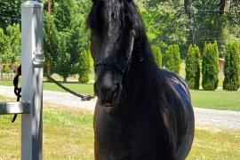 Dark brown horse standing outside in some shade in the grass