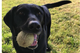 Black dog standing outside in grass with a ball in its mouth