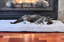 Fluffy gray and white colored cat laying on a soft white cat bed in front of a lit fireplace. 