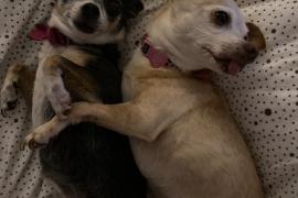 Two small dogs, one light brown and one dark brown laying next to eachother