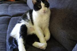 Black and white cat sitting on a couch