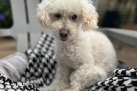 Small white dog sitting on a patterned blanket outside
