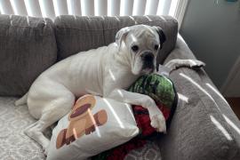 Large white dog laying on a couch on top of pillows