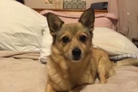 Small light brown dog sitting on the bed