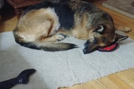 Large brown dog laying down on the carpet