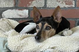 Small dog with black and brown fur laying on a white blanket in front of a brick background