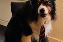 Dog with black and white fur sitting on a chair and wearing a red and white tie