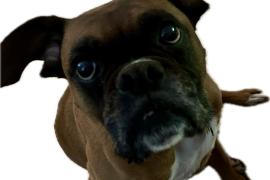 Dog with dark brown fur sitting down and looking up at the camera