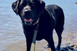 Black dog standing on a beach