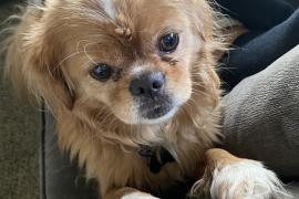 Small brown dog with white paws sitting on a couch