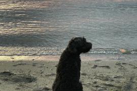 Small dog sitting on the sand on the beach during sunset