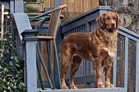 Light brown dog standing on a blue porch