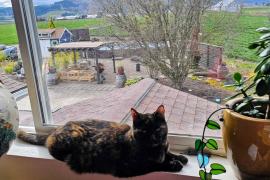 Small brown and black cat laying on a windowsill