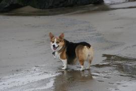 Corgi on the beach