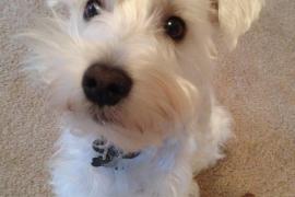 White dog