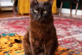 Brown and black cat sitting on a colorful carpet 