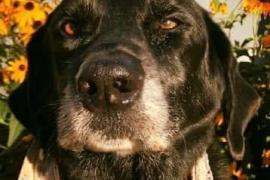 Dog with black fur sitting in front of a bunch of yellow flowers