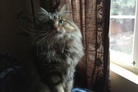 Fluffy cat