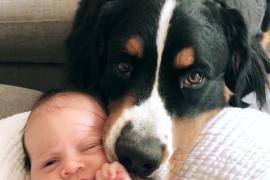 Black and brown dog laying its head down next to a baby