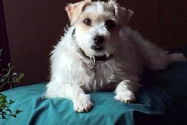Small white dog sitting on a blue pillow