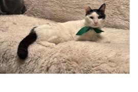 White cat with black tail and ears wearing a green ribbon around their neck and laying down on a white couch
