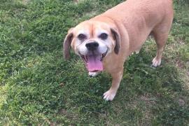 Brown dog smiling