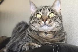 Cat with green eyes