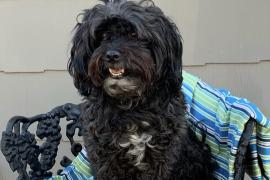 Small black dog